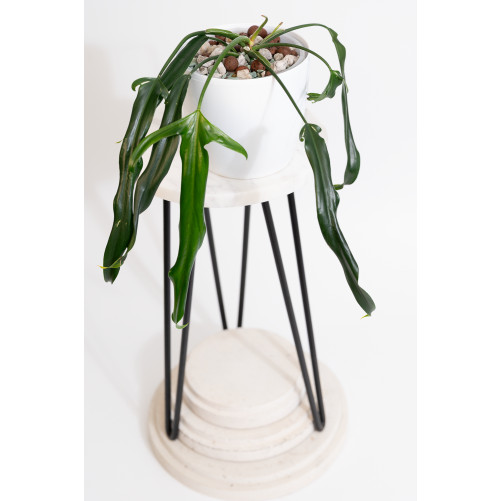Philodendron paloraense