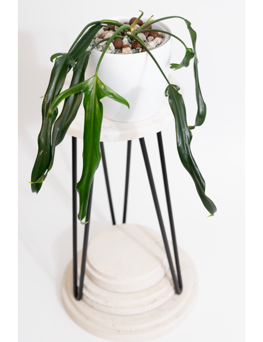 Philodendron paloraense