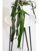 Philodendron paloraense