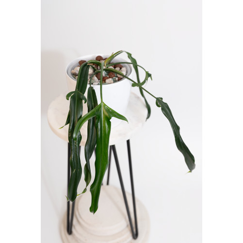 Philodendron paloraense