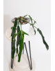 Philodendron paloraense