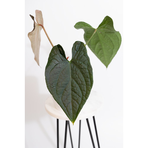 Anthurium crystallinum x...
