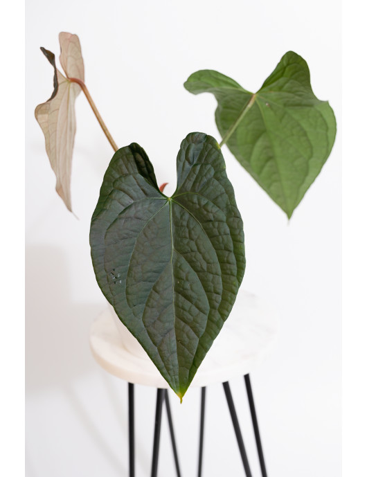 Anthurium crystallinum x...