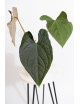 Anthurium crystallinum x luxurians (raven soul)