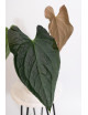 Anthurium crystallinum x luxurians (raven soul)