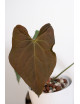 Anthurium crystallinum x luxurians (raven soul)