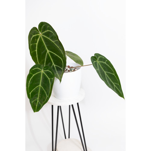 Anthurium crystallinum x