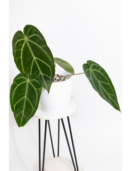 Anthurium crystallinum x