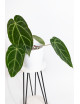 Anthurium crystallinum x