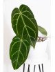 Anthurium crystallinum x