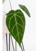 Anthurium crystallinum x