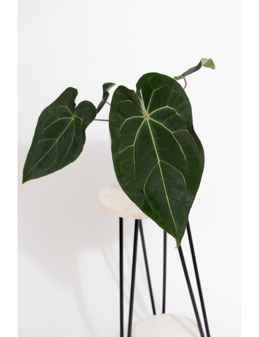 Anthurium magnificum DF x...