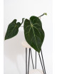Anthurium magnificum DF x forgetii