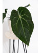 Anthurium magnificum DF x forgetii