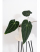 Anthurium magnificum DF x forgetii