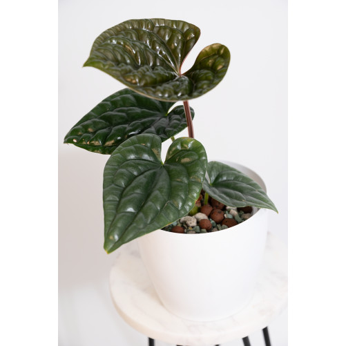 Anthurium luxurians