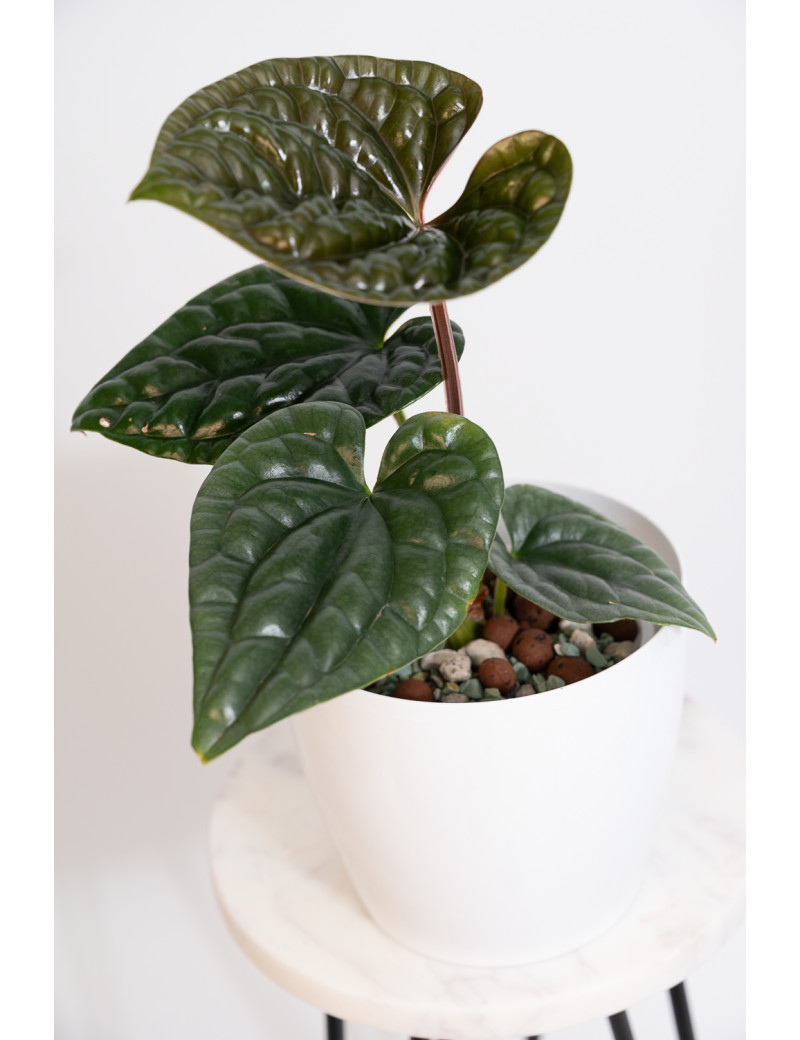 Anthurium luxurians