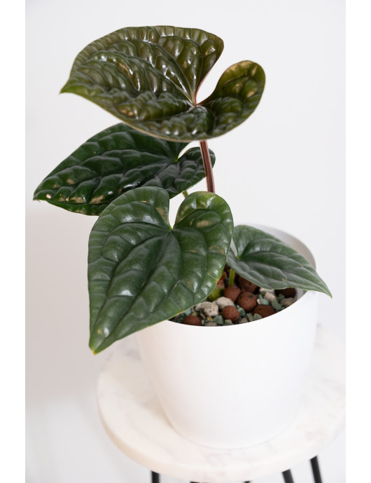 Anthurium luxurians