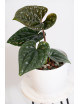 Anthurium luxurians
