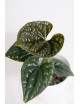 Anthurium luxurians