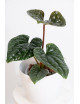 Anthurium luxurians