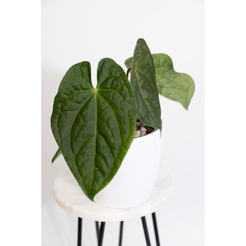 Anthurium forgetii x...