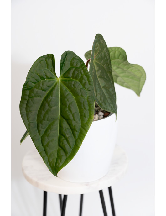 Anthurium forgetii x...