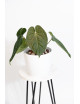 Anthurium forgetii x luxurians (David Portilla dreams)