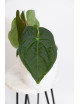 Anthurium forgetii x luxurians (David Portilla dreams)