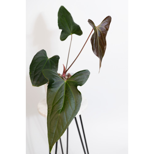 Anthurium besseae aff x...