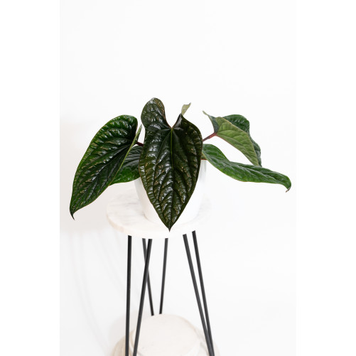 Anthurium radicans x luxurians
