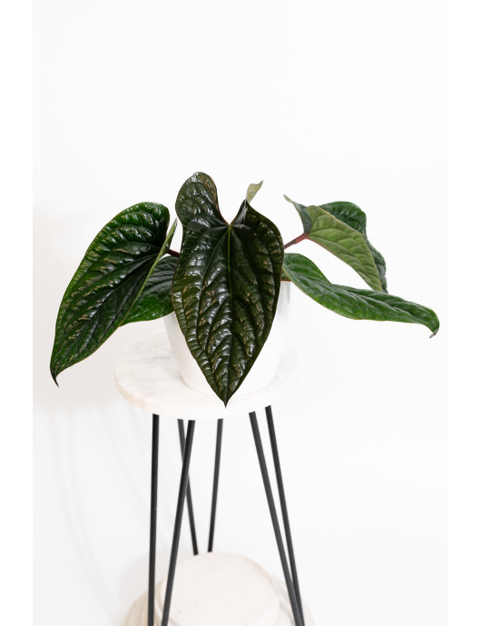 Anthurium radicans x luxurians
