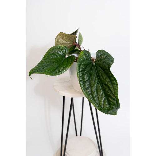 Anthurium radicans x luxurians