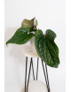 Anthurium radicans x luxurians