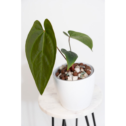 Anthurium crystallinum x...