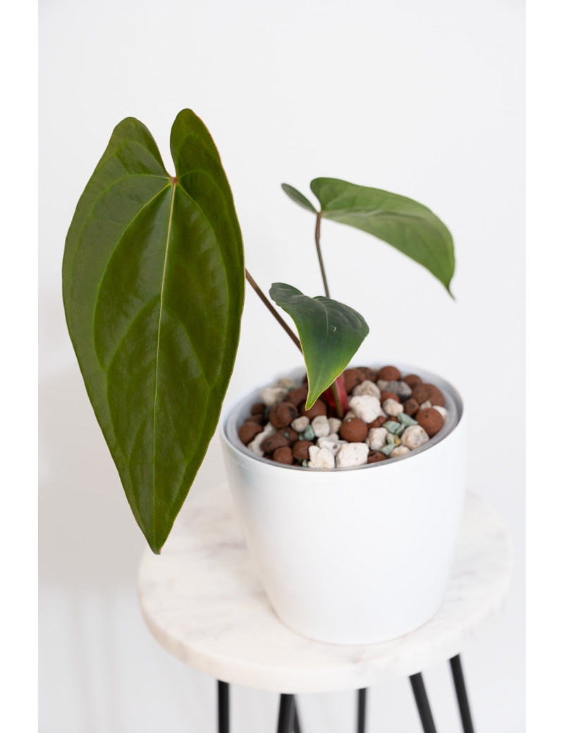 Anthurium crystallinum x nigrolaminum 'Gigi'