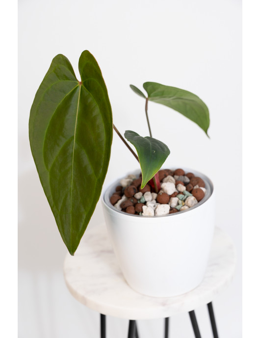 Anthurium crystallinum x nigrolaminum 'Gigi'