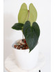Anthurium crystallinum x nigrolaminum 'Gigi'