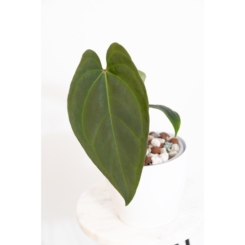 Anthurium crystallinum x nigrolaminum 'Gigi'