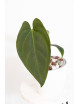 Anthurium crystallinum x nigrolaminum 'Gigi'