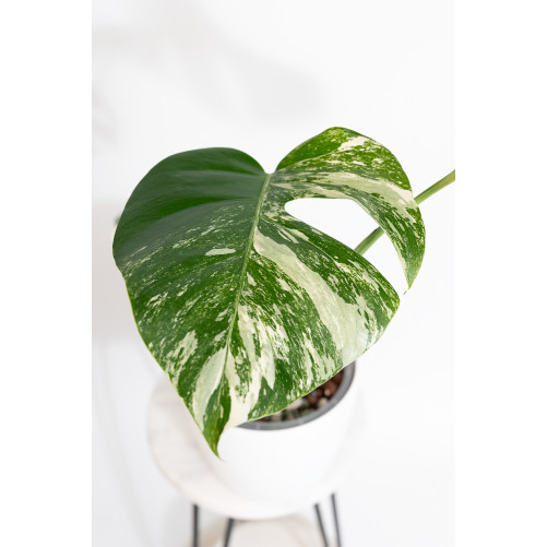 Monstera deliciosa variegata