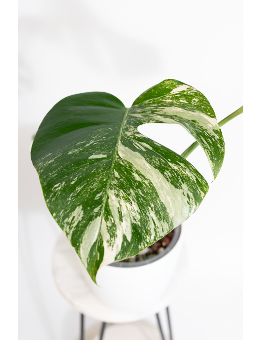 Monstera deliciosa variegata