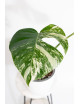Monstera deliciosa variegata