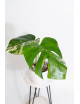 Monstera deliciosa variegata