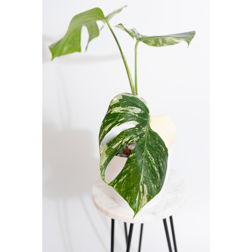Monstera deliciosa variegata