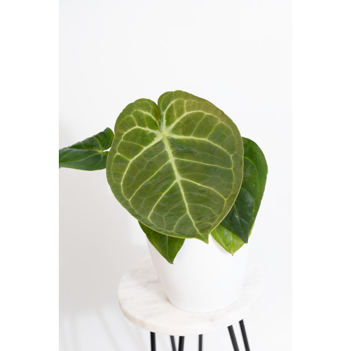 Anthurium noid