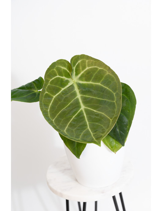 Anthurium noid