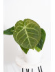 Anthurium noid