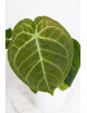 Anthurium noid