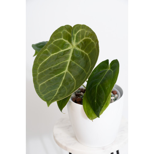Anthurium noid